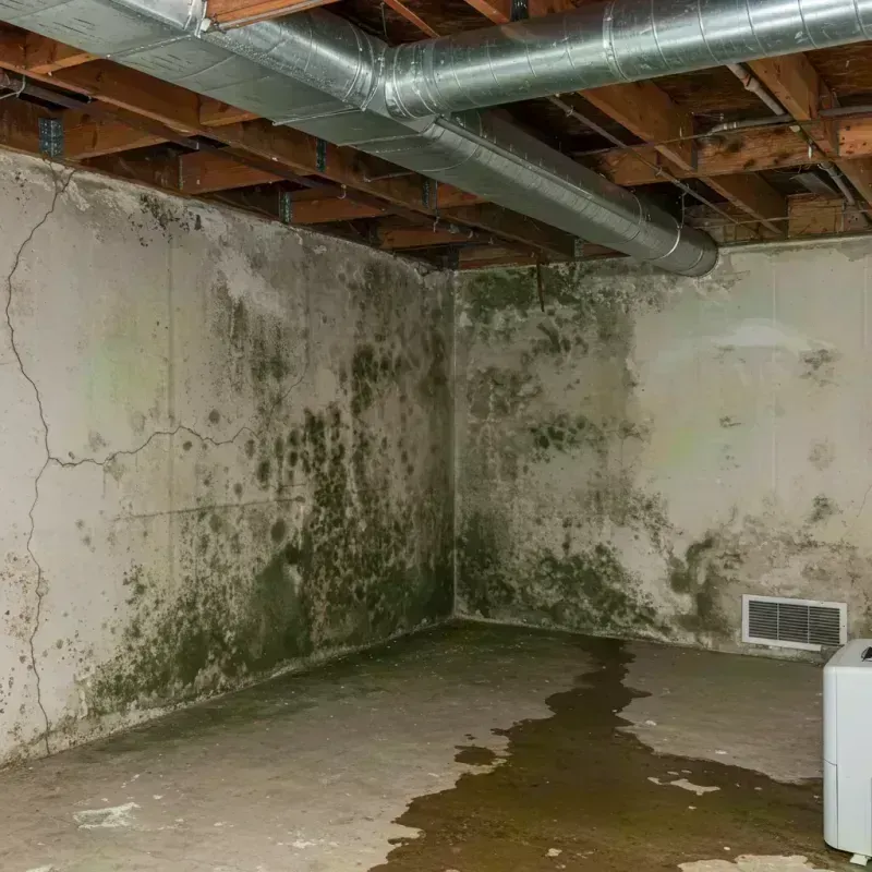 Professional Mold Removal in Teller County, CO